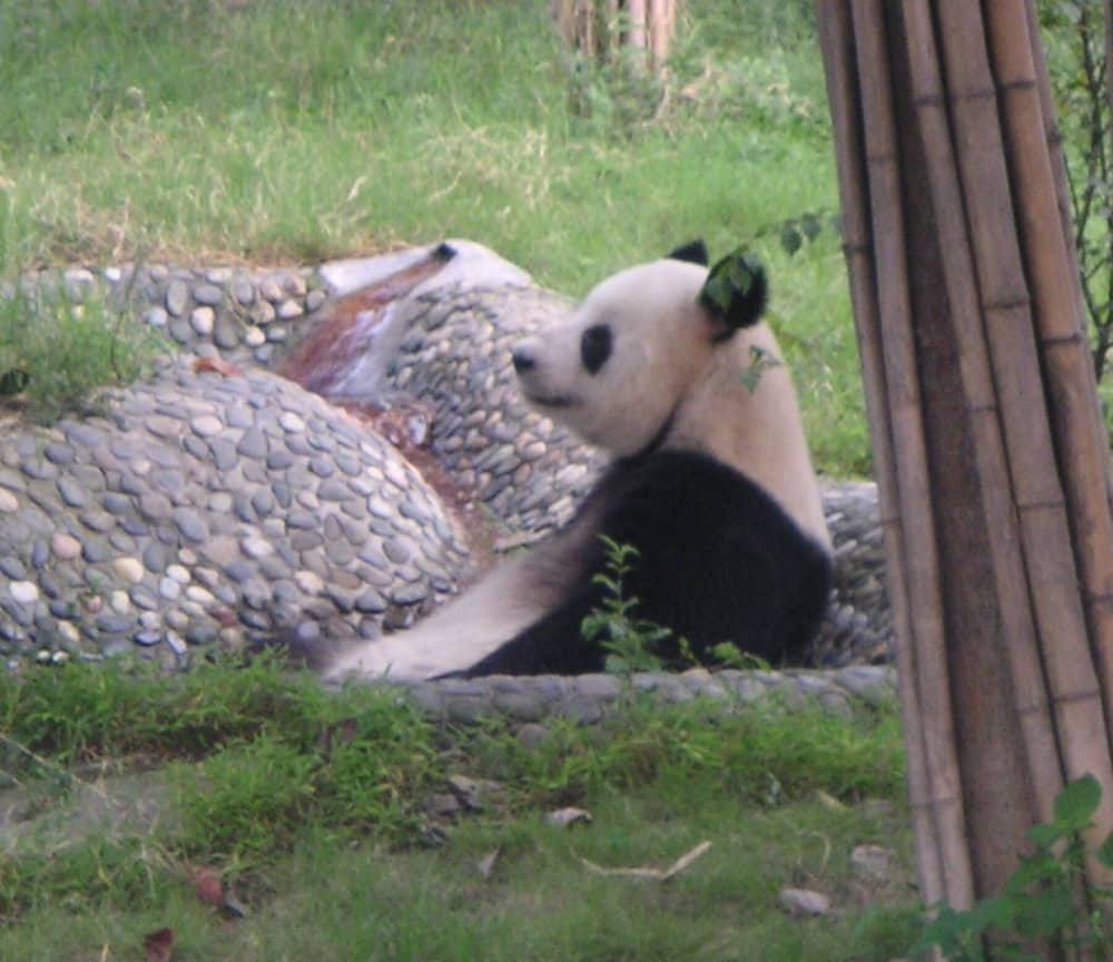成都大熊猫繁育研究基地（成都）实景图